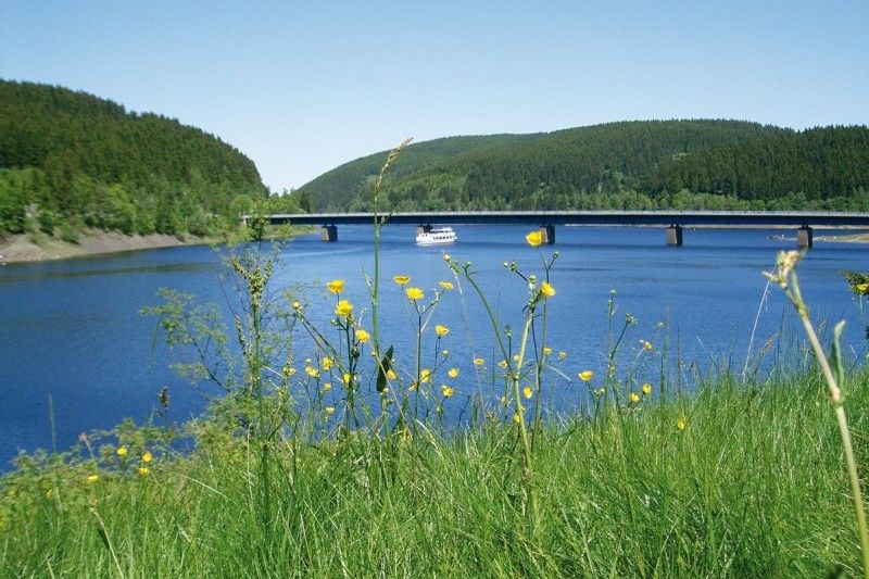 Blühende gelbe Wildblumen am Ufer eines Flusses mit einer Brücke im Hintergrund.